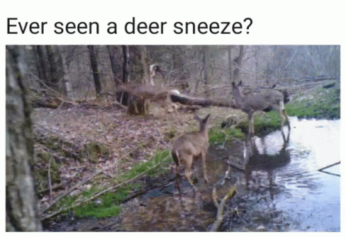 an advertit features deer in the woods