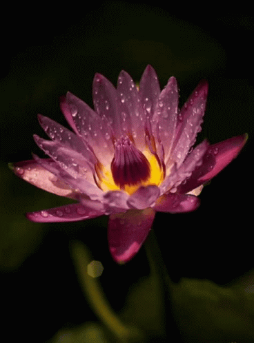 a purple flower with water drops on it