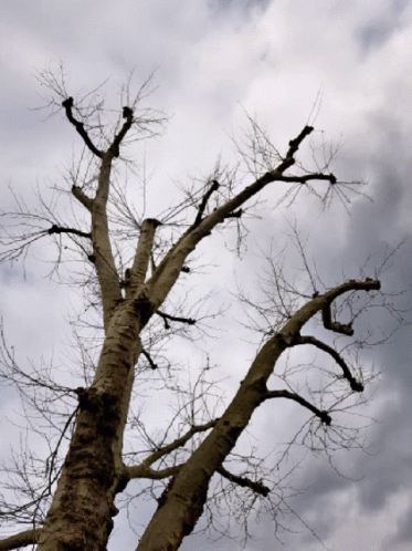 a bare tree is against an ominous sky