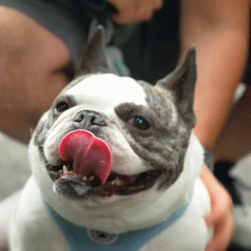a dog with his tongue out and smiling