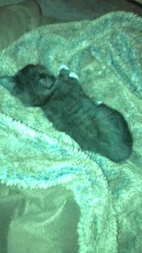the kitten was asleep on the blanket in the room