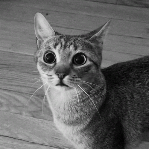 the cat has two round eyes while looking up at soing