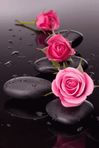 purple roses with leaves sitting on top of stones on water