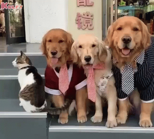 three dogs dressed in shirt vests sitting next to a cat