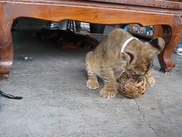 a baby cat playing with a ball under a bench