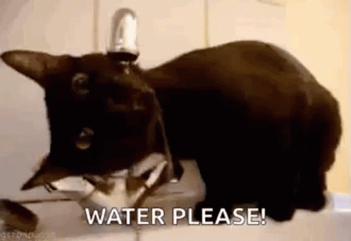 black cat laying on floor drinking water with caption