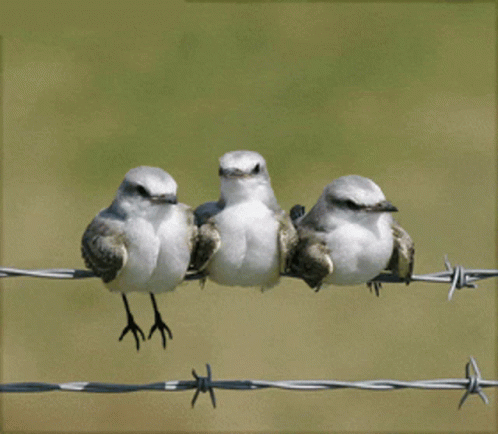 three birds sitting on the barbed wire together