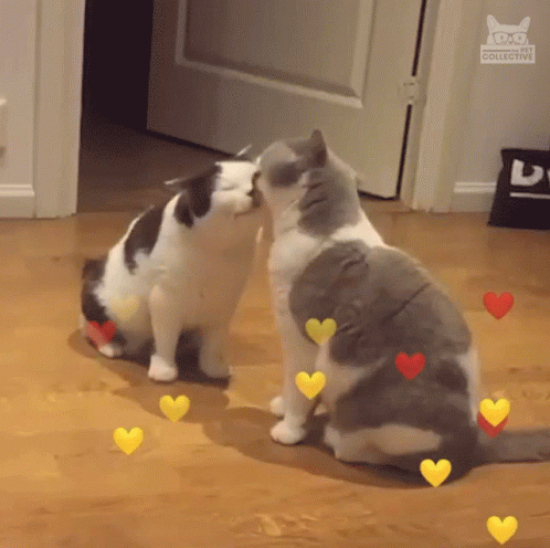 two cats sit in front of a door, one touching the other's face