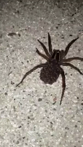 a black and white spider in the ground