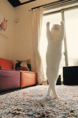 a cat on the floor is stretching in front of a window