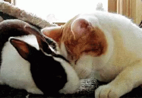 a black and white cat laying next to a bunny