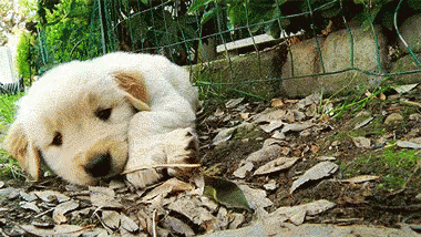 there is a puppy that is sleeping on the grass