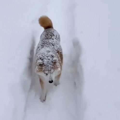 a dog covered in snow walking through the snow