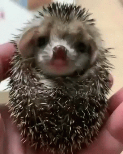 someone's hand holding a baby porcupine in their palm