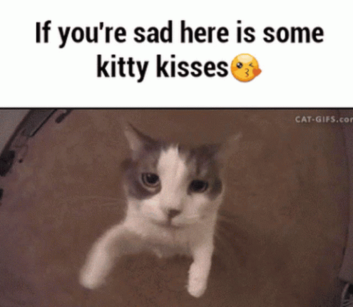 a caption from the cat website if you're sad here is some kitty kisses