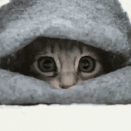a grey cat peeking out of an open blanket