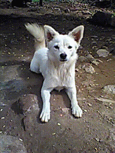 a small white dog sits on a rocky ground