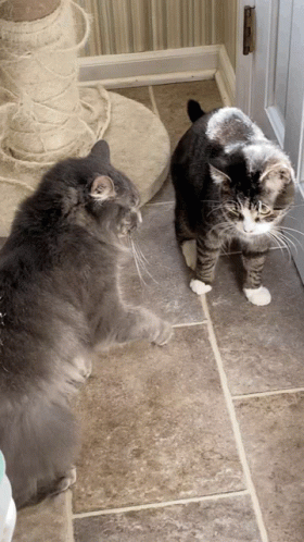 two cats in front of the door looking at the floor