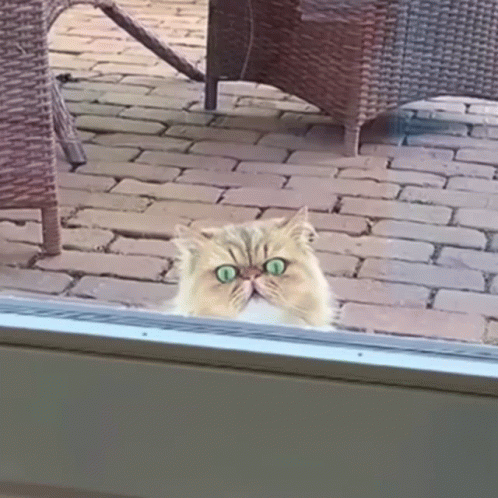 cat behind glass staring at camera in outdoor setting