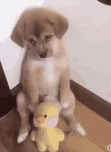 a puppy sitting on its hind legs on the floor holding a toy