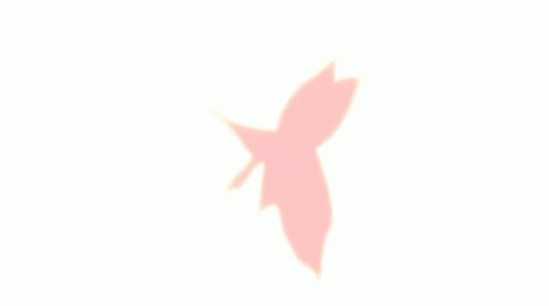 the shadow of a flying bird against a white background