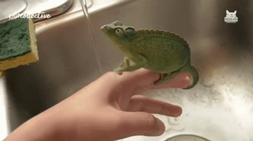 hand in blue glove holding a frog with its mouth open