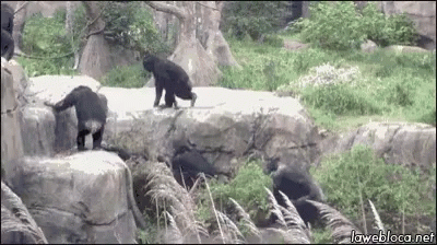 two bears stand on a big rock outcropping