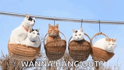 a picture of the same group of cats hanging on string