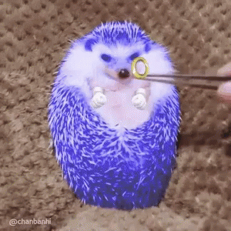 the hedgehog has the blue scissors in its mouth