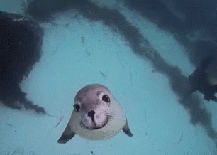 a gray seal is looking up at the camera