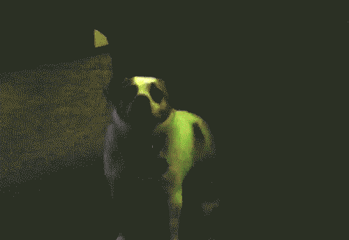 the dog is in the dark with green around its head