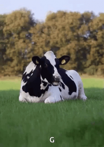 a black and white cow laying down in the grass