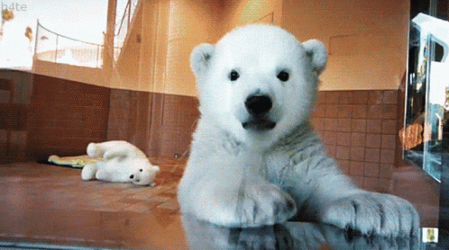 a polar bear on its back legs standing in a glass box