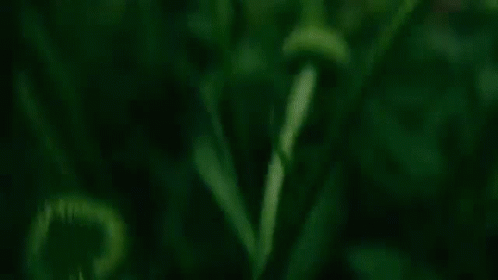 blurry pograph of grass with the word'c'in the middle