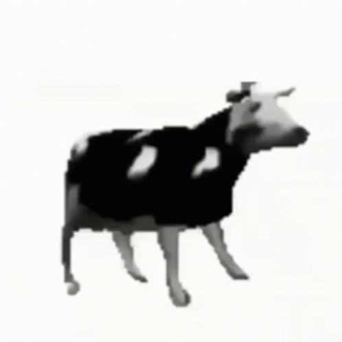 a po of a cow in black and white