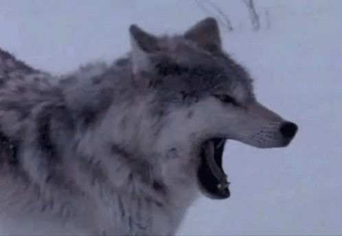 a wolf is hissing in the snow while onlookers look on