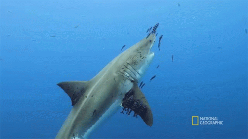 a shark swimming through a body of water