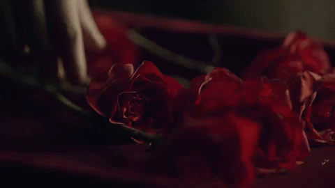 three dark colored roses in a vase