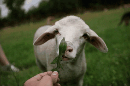 the lamb is standing in the field eating grass