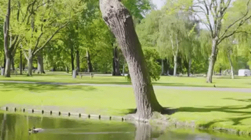 this is a tree that has fallen in a park