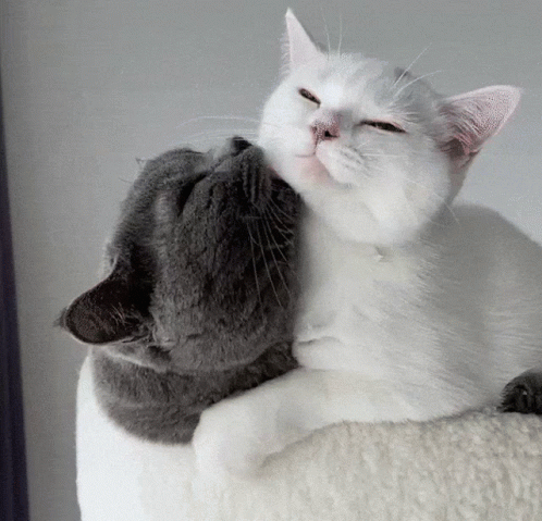 a gray cat licking the face of a gray and white cat