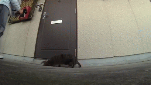 the cat is hiding behind the door on the sidewalk