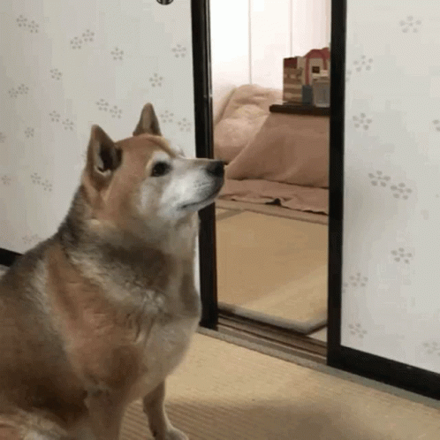 a husky is looking at himself in the mirror