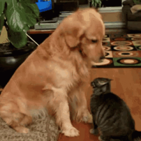 a cat sits near a dog who is on the floor