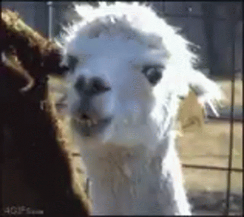 an alpacan looking at the camera while wearing an electric shock mask