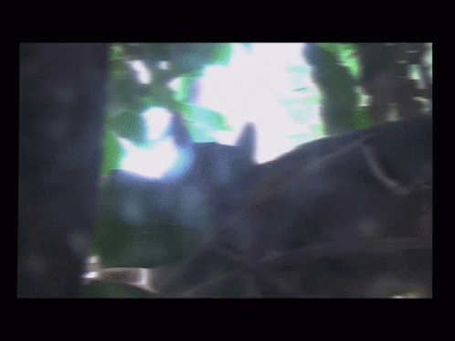 a blurry po of an animal is seen through the woods