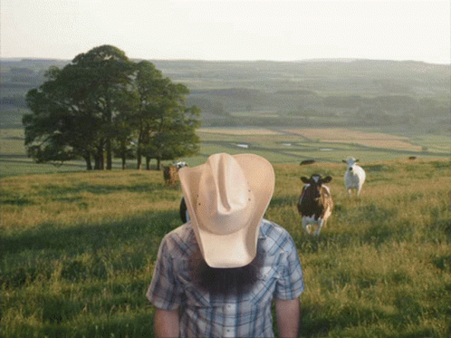 a person in a hat walks towards cows
