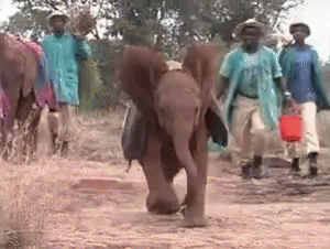 there are men that are walking with a baby elephant