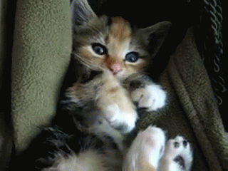 small kitten sitting up against blanket and looking at camera