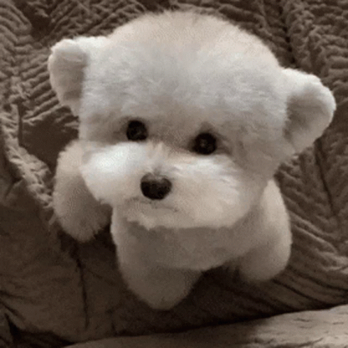 a teddy bear stuffed in the shape of a dog